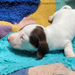 Dachshund Puppies from One Love Doxies