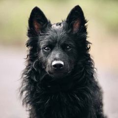 Mudi All Grown Up from Gemini Dream Mudi