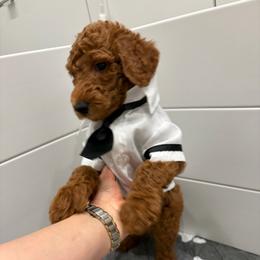 Yellow male - Red  male Poodle puppy in San Benito, Texas from Irene's Poodles