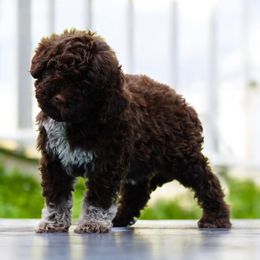 Stella - Brown female Lagotto Romagnolo puppy in Seymour, Missouri from Terra Incognita