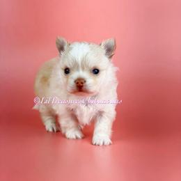 Helena - Cream and white female Chihuahua puppy in Anderson, South Carolina from Lil Treasures Chihuahuas