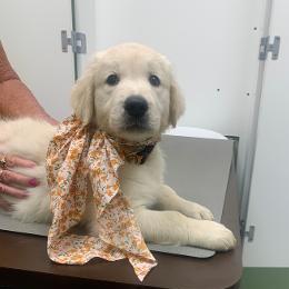 Trooper is so sweet and adorable...he loves playtime and is full of energy.  Once you pick him up he melts like butter just calm and loving. - Light golden male Golden Retriever puppy in Palatka, Florida from Mother of Pearl English Creams