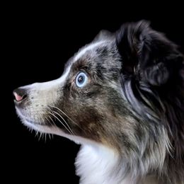 Raven - Toy Australian Shepherd