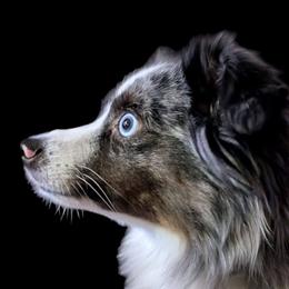 Raven - Toy Australian Shepherd