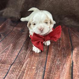 Huey - Gold and white male Shih Tzu puppy in Manquin, Virginia from Koda Bears Cubs