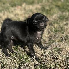 Greta - Black female Pug puppy in Indian Trail, North Carolina from Love Pugs