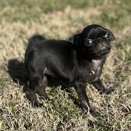 Greta - Black female Pug puppy in Indian Trail, North Carolina from Love Pugs