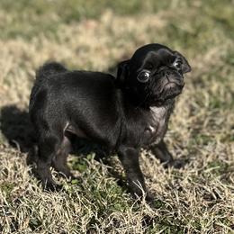 Greta - Black female Pug puppy in Indian Trail, North Carolina from Love Pugs