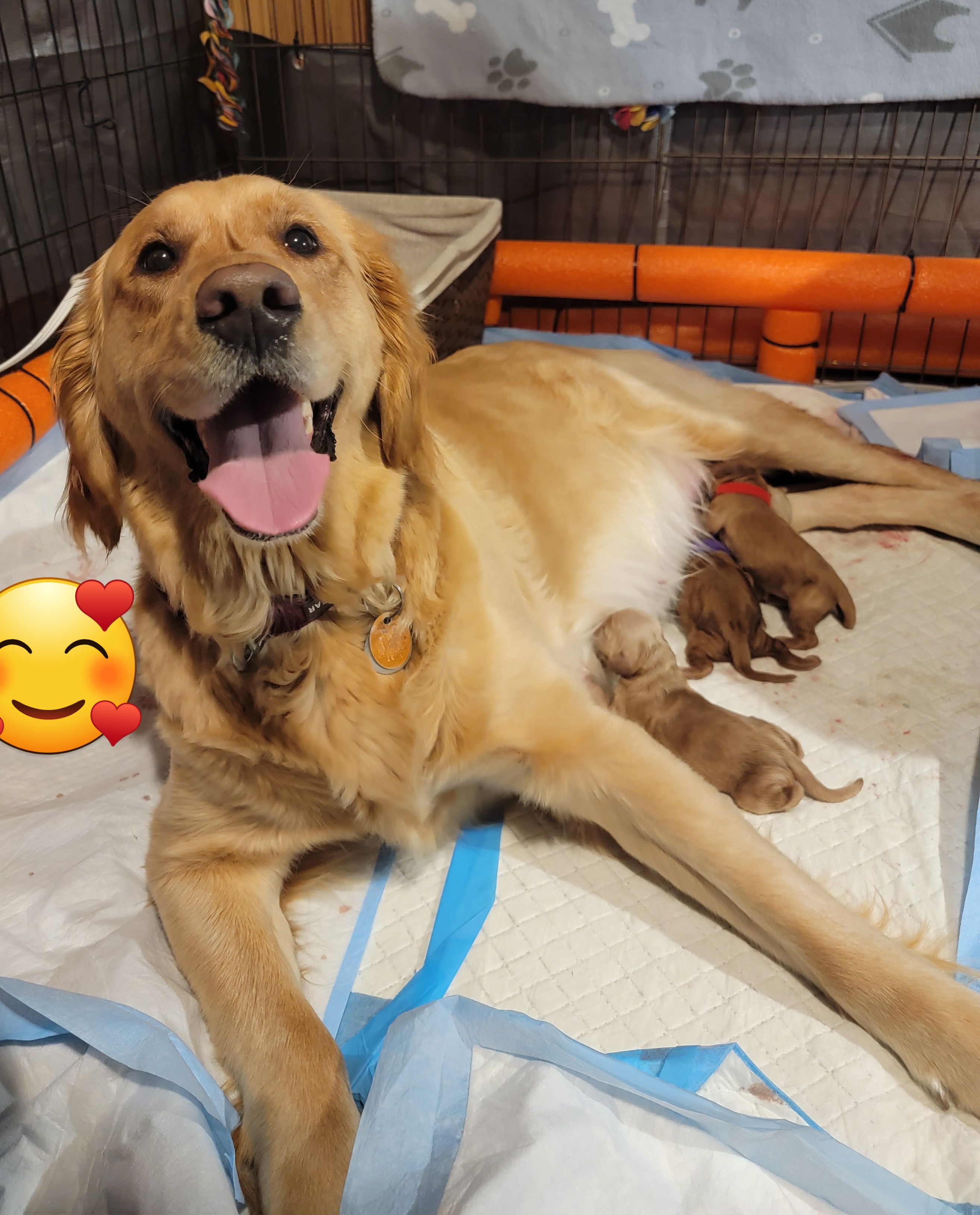 Golden Retriever Puppies from JK Goldens