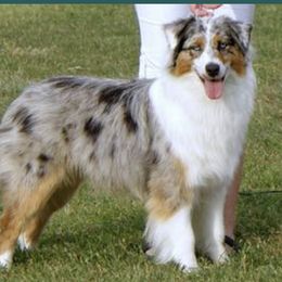Australian Shepherds from Peppered Acres
