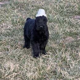 Hugo (Boy 3 Cropped) - Black male Giant Schnauzer puppy in Bois D’arc, Missouri from Down Low Kennels