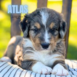 Atlas - Merle male Bernedoodle puppy in Hickory, North Carolina from Wild Grace Farm Pups