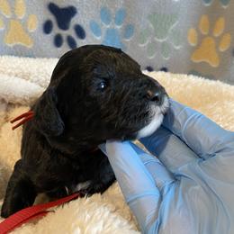 Goldendoodle, Poodle, and Sheepadoodle Puppies from Heavenly Hilltop Farm