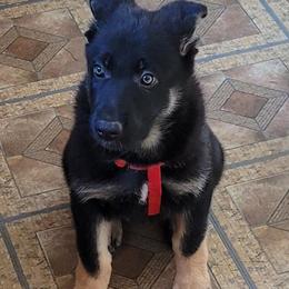 German Shepherd Puppies from Levesques German Shepherds