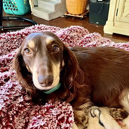 Olga  - Dachshund