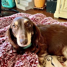 Olga  - Dachshund