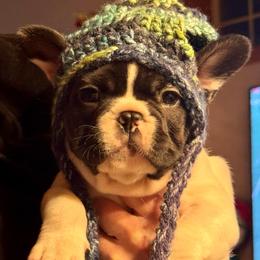 Holstine - White and brindle male French Bulldog puppy in Billings, Montana from Yellowstone Frenchies