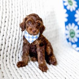 Caspian - Phantom male Goldendoodle puppy in Springville, Utah from Happy Doodle
