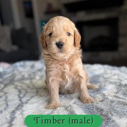 Timber - Cream male Goldendoodle puppy in Frostproof, Florida from Lover Dover Doodles
