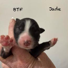Jade - Black tri-color female Australian Shepherd puppy in Ellensburg, Washington from Creekside Aussies