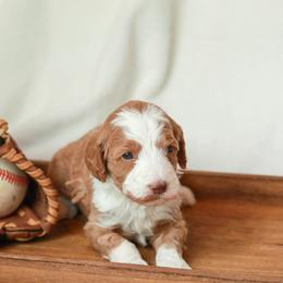 Rawlings - Red male Bernedoodle puppy in Jackson, Missouri from Pincksten Family Doodles