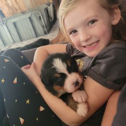 Bernese Mountain Dog Puppies from Muddy Paw Acres