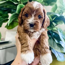 Cavapoo Puppies from Ruby's Cavapoos