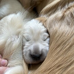 Golden Retriever Puppies from Monadnock Goldens