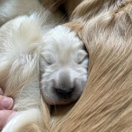 Golden Retriever Puppies from Monadnock Goldens