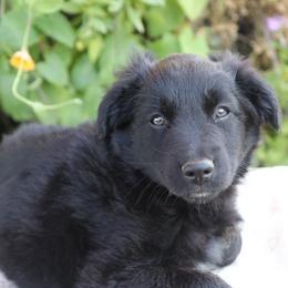 Nelle - Black tri-color female Australian Shepherd puppy in Hillsboro, Ohio from Sugar Grove Farms