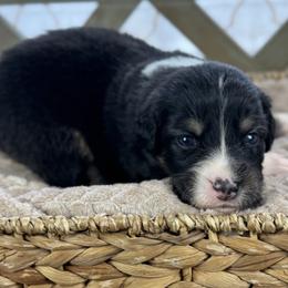 Girl 6: Blossom - Black tri-color female Australian Shepherd puppy in Volant, Pennsylvania from Addie's Aussies