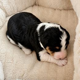 Wednesday - Tri-color female Bernedoodle puppy in Springville, Utah from Oodles of Bernedoodles