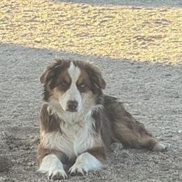 Gator - male Miniature Australian Shepherd puppy in Tucson, Arizona from Soqui Ortiz Cattle Ranch