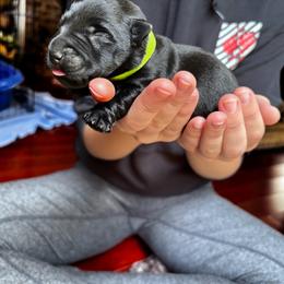Basil - Black male Scottish Terrier puppy in Oak Harbor, Washington from Nicole's Scottish Terriers