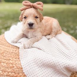 Dixie - Cream female Goldendoodle puppy in Ooltewah, Tennessee from Allison Family Doodles