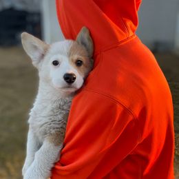 Scooter - Red Pembroke Welsh Corgi puppy in Urbana, Ohio from Edgewood Farm and Kennel