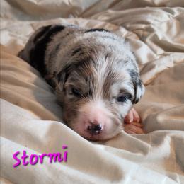 Stormi - Blue merle female Australian Shepherd puppy in Dalton, Georgia from Furtabulous Paws Australian Shepherds & Border Collies