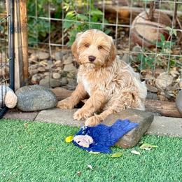 Beanie - Caramel male Australian Labradoodle puppy in Anderson, California from Shaggy Doodles