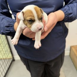 Copper - Brown and white male Jack Russell Terrier puppy in Fairbury, Illinois from Kilgus Jack Russell Terriers