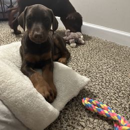 Doberman Pinscher Puppies from Pamela Nachel