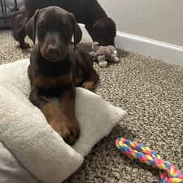 Doberman Pinscher Puppies from Pamela Nachel