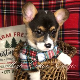 Fig - Black and tan male Pembroke Welsh Corgi puppy in Benton, Arkansas from High Cotton Corgis