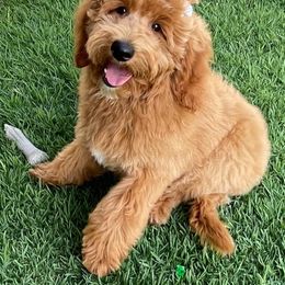 Double Doodle and Goldendoodle All Grown Up from De Luna Doodles
