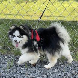 Kavik - Pomsky