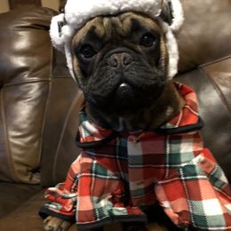 French Bulldog Puppies from Golden Oak Gypsy