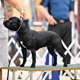 Rogue - Staffordshire Bull Terrier