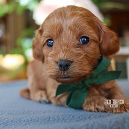 Oliver - Red male Cavapoo puppy in Salado, Texas from Red Ranch Dogs