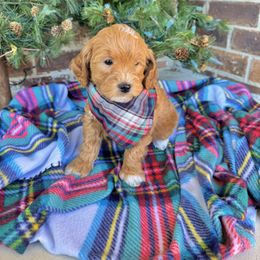Goldendoodle Puppies from Duck River Goldendoodles