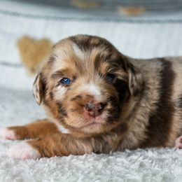 Girl 1 - Miniature Australian Shepherd puppy in Oshoto, Wyoming from Way Out West Toy & Mini Aussies