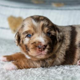 Girl 1 - Miniature Australian Shepherd puppy in Oshoto, Wyoming from Way Out West Toy & Mini Aussies